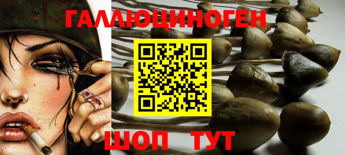 что такое   Вход с VPN  Псилоцибиновые грибы мицелий  Алатырь  Галлюциногенные грибы Psilocybine cubensis 
